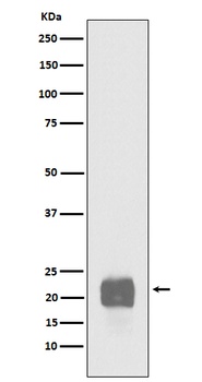 Cripto1 Rabbit Monoclonal Antibody