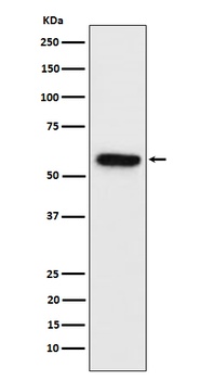 Synapsin II Rabbit Monoclonal Antibody