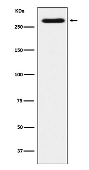 SorLA Rabbit Monoclonal Antibody
