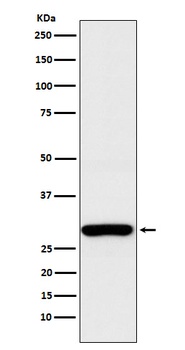 Aly Rabbit Monoclonal Antibody