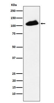 Phospho-KAP1/KAP1 Rabbit Monoclonal Antibody