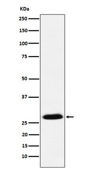 GSC Rabbit Monoclonal Antibody