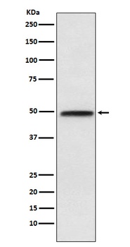 NFIB/NF1B2 Rabbit Monoclonal Antibody