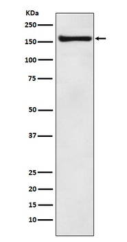 COPA Rabbit Monoclonal Antibody