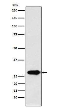 Calpain S1 Rabbit Monoclonal Antibody