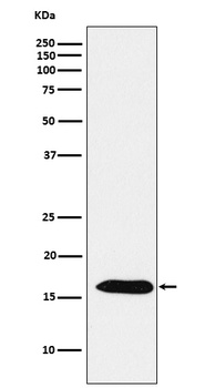 Peroxiredoxin 5 Rabbit Monoclonal Antibody