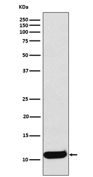 CCL19 Rabbit Monoclonal Antibody