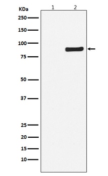 Phospho-NAK/TBK1/NAK Rabbit Monoclonal Antibody