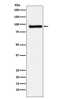 KAISO Rabbit Monoclonal Antibody
