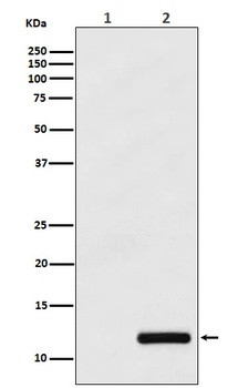 CCL4/MIP1 beta Rabbit Monoclonal Antibody