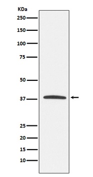 KLRG1 Rabbit Monoclonal Antibody