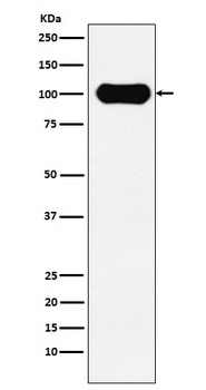 FE65 Rabbit Monoclonal Antibody
