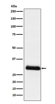 ApoD Rabbit Monoclonal Antibody