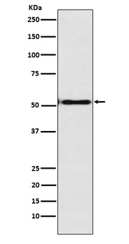 Engrailed 1 Rabbit Monoclonal Antibody