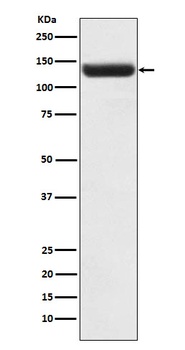 ZNF217 Rabbit Monoclonal Antibody