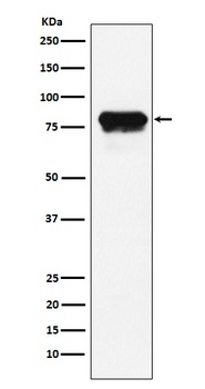 PLTP Rabbit Monoclonal Antibody