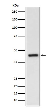 EDG3 Rabbit Monoclonal Antibody