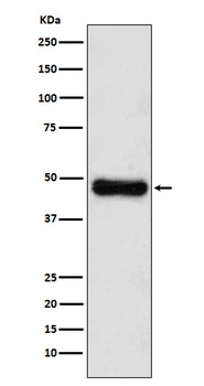 ADK Rabbit Monoclonal Antibody