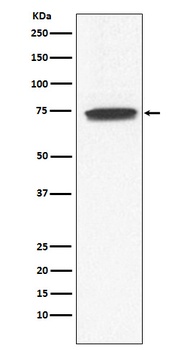 GCYA3 Rabbit Monoclonal Antibody