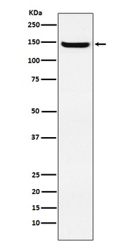 JAG2 Rabbit Monoclonal Antibody