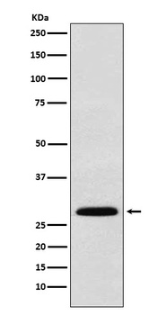 KGF Rabbit Monoclonal Antibody