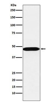AHCY Rabbit Monoclonal Antibody