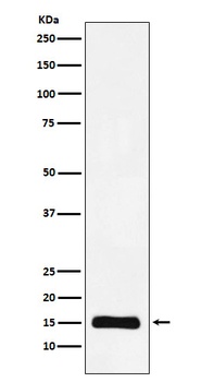 Histone H3 Rabbit Monoclonal Antibody