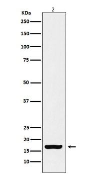 Histone H3 Rabbit Monoclonal Antibody