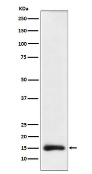 Histone H3 Rabbit Monoclonal Antibody