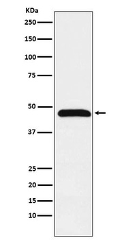 Caspase-1 + p10 + p12 Rabbit Monoclonal Antibody