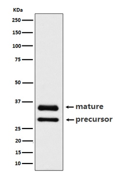 CTR1/SLC31A1 Rabbit Monoclonal Antibody