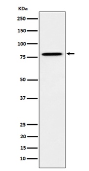 MUTA Rabbit Monoclonal Antibody