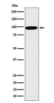 CLPTM1 Rabbit Monoclonal Antibody