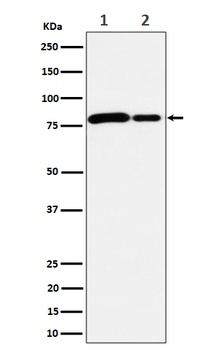 MMUT Rabbit Monoclonal Antibody