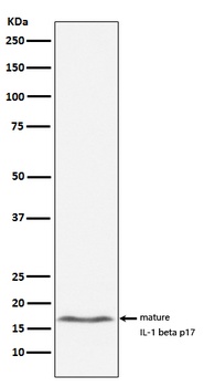 IL-1 beta/IL Rabbit Monoclonal Antibody