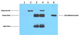 Flag-Tag Mouse mAb Antibody
