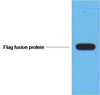 Flag-Tag Mouse mAb Antibody