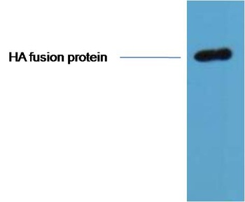 HA-Tag Mouse mAb Antibody