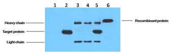 His-Tag Mouse mAb Antibody