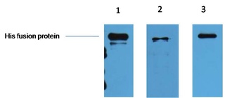 His-Tag Mouse mAb Antibody