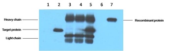 V5-Tag Mouse mAb Antibody