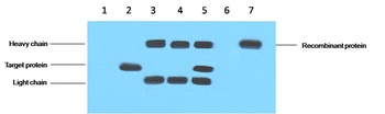 VSV-G-Tag Mouse mAb Antibody