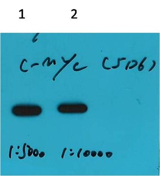 C-Myc-Tag Mouse mAb Antibody