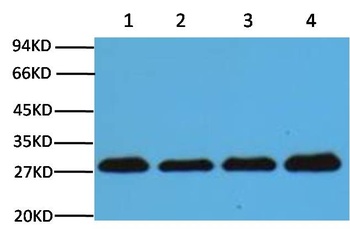 PCNA Mouse mAb Antibody