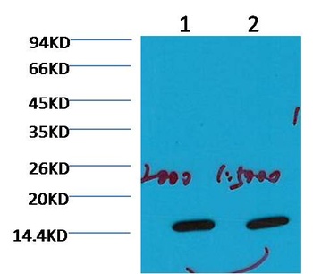 COX IV Mouse mAb Antibody
