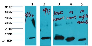 COX IV Mouse mAb Antibody