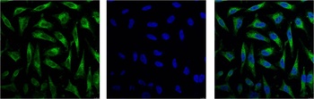 COX IV Mouse mAb Antibody