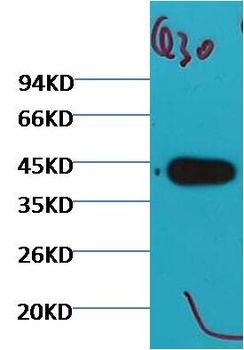Plant actin Mouse mAb Antibody