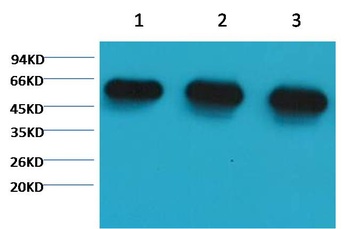 α-tubulin Mouse mAb Antibody