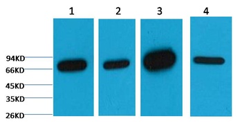 Lamin B1 Mouse mAb Antibody